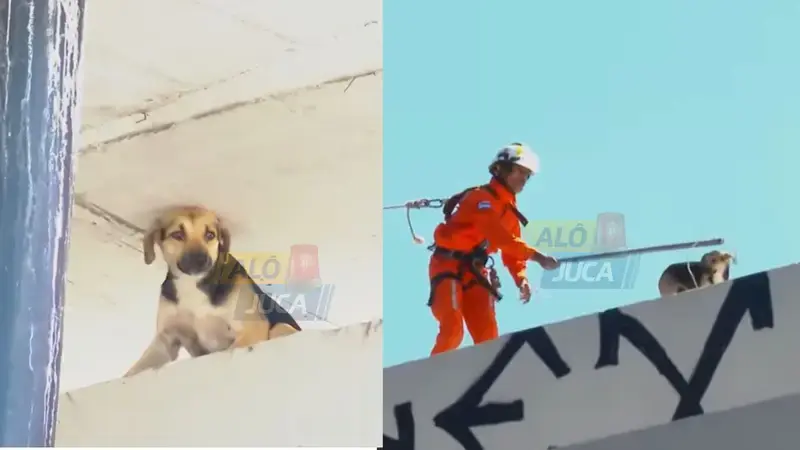 Cão é retirado do alto de viaduto após horas exposto ao sol na Avenida ACM